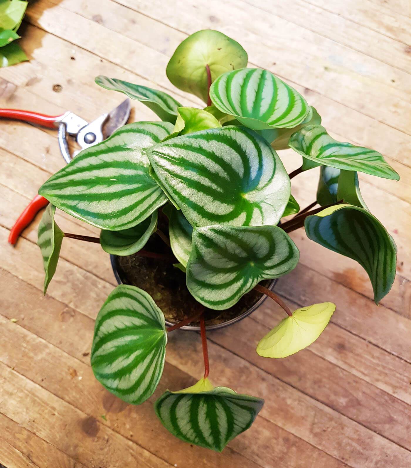 watermelon peperomia