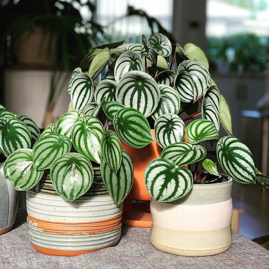 watermelon peperomia