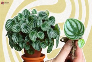 Montagem com duas fotos de planta peperômia melancia em fundo groovy bege e esverdeado. Uma das plantas está em um vaso e a outra é uma muda com raiz sendo segurada por uma mão