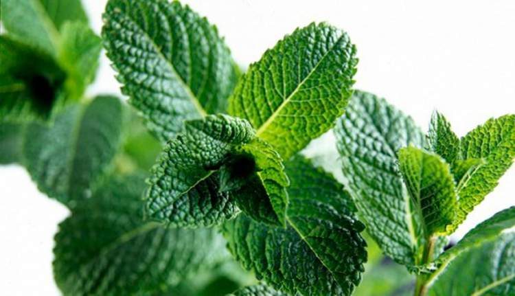 Mint leaves to correct dark circles