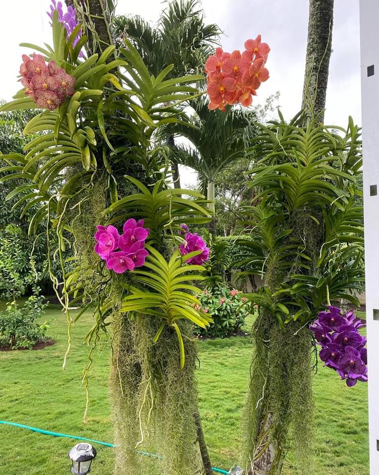 Orquídeas rosa, roxa e salmão em caule de árvore no jardim.