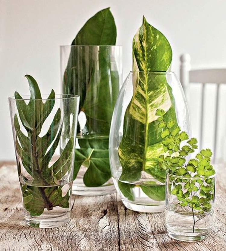 Green leaves in transparent vases