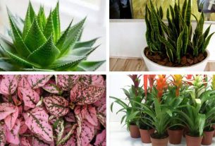 24 plantas perfeitas para decorar o interior da sua casa