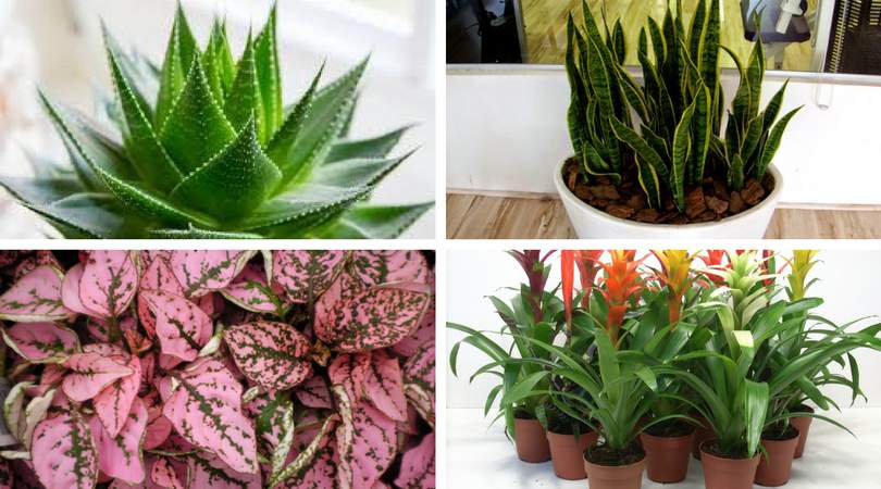 24 plantas perfeitas para decorar o interior da sua casa