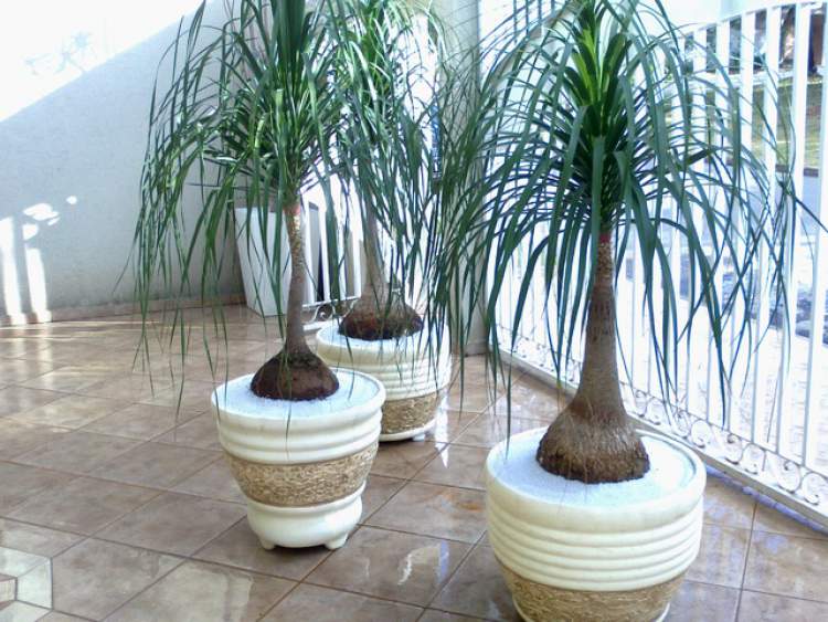 Elephant's Paw is one of the Plants to Place Indoors that Don't Need a Lot of Water