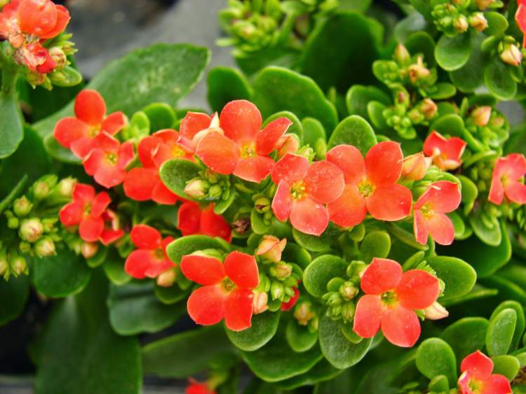 Kalanchoe is one of the Plants to Place Indoors that Don't Need a Lot of Water