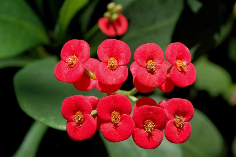 Coroa de Cristo is one of the Plants to Place Indoors that Don't Need a Lot of Water