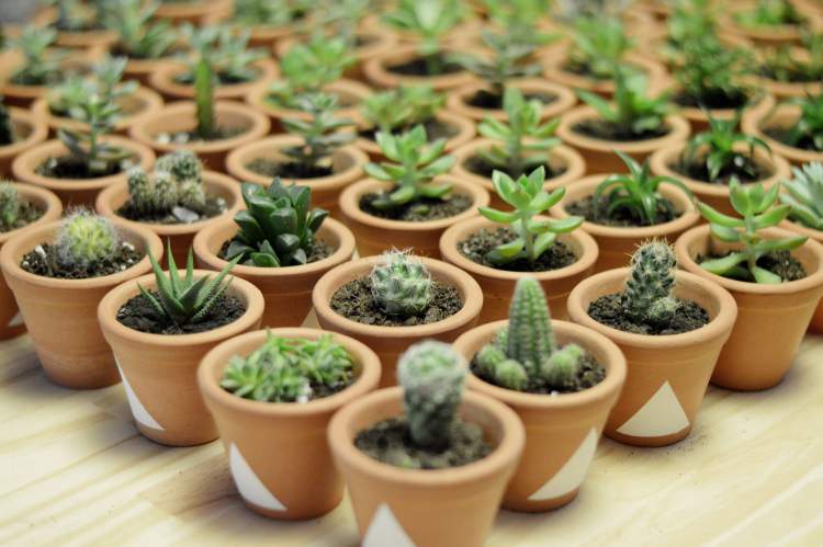 Mini Cactus is one of the Plants to Place Indoors that Don't Need a Lot of Water