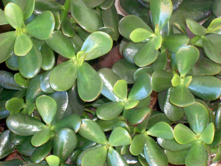 Jade is one of the Plants to Place Indoors that Don't Need a Lot of Water