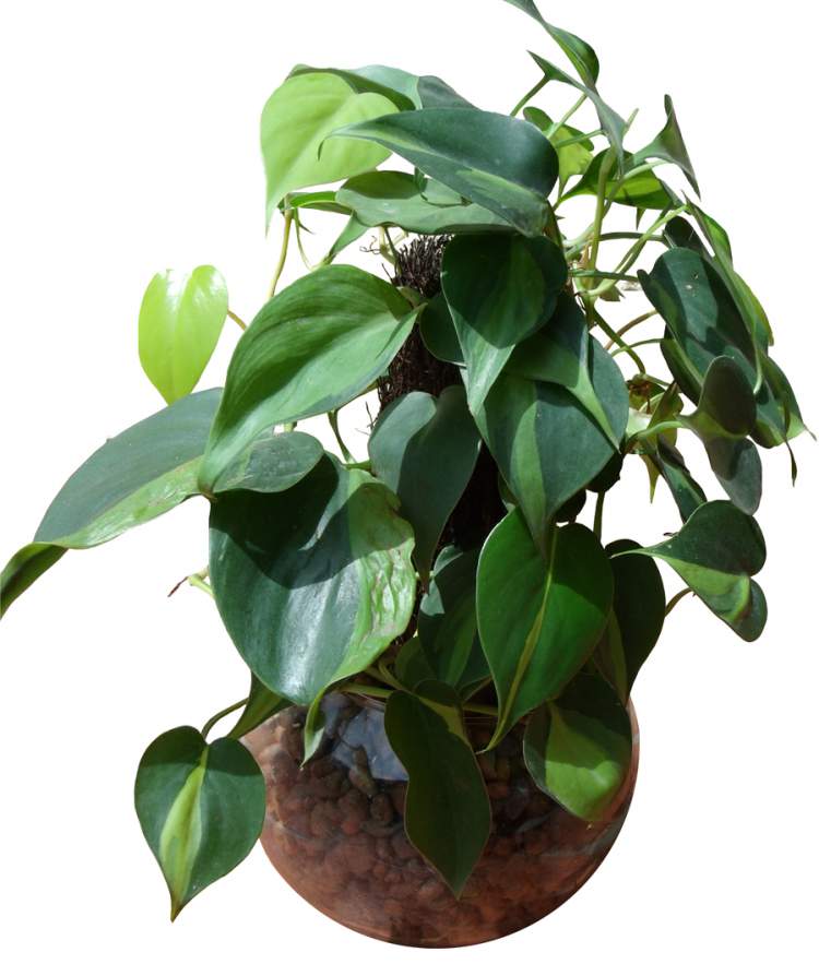 Philodendron is one of the Plants to Place Indoors that Don't Need a Lot of Water