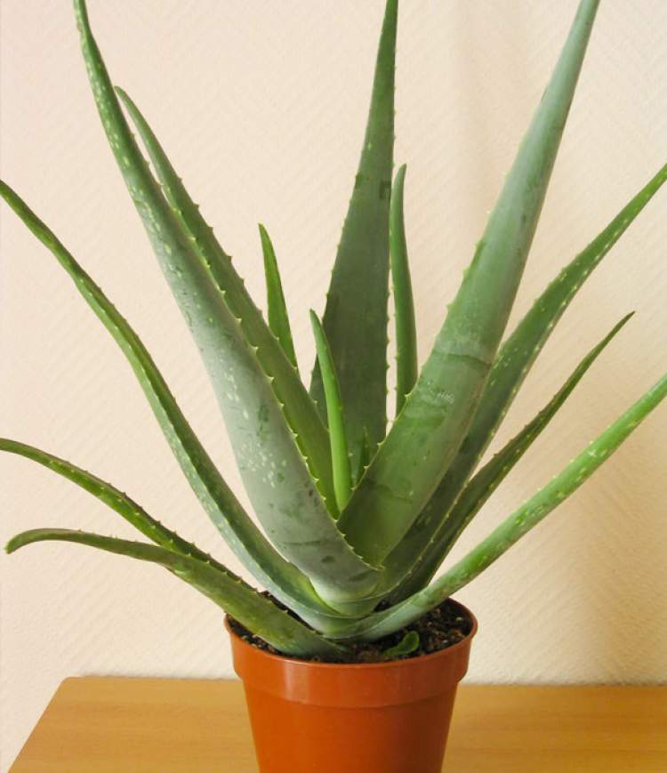 Aloe Vera is one of the Plants to Place Indoors that Don't Need a Lot of Water