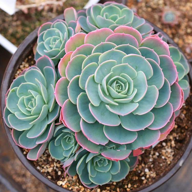 Echeveria is one of the Plants to Place Indoors that Don't Need a Lot of Water