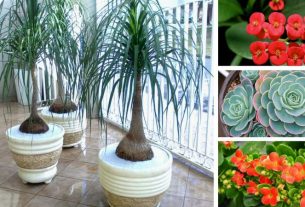 11 Plants to Place Indoors that Don’t Need a Lot of Water