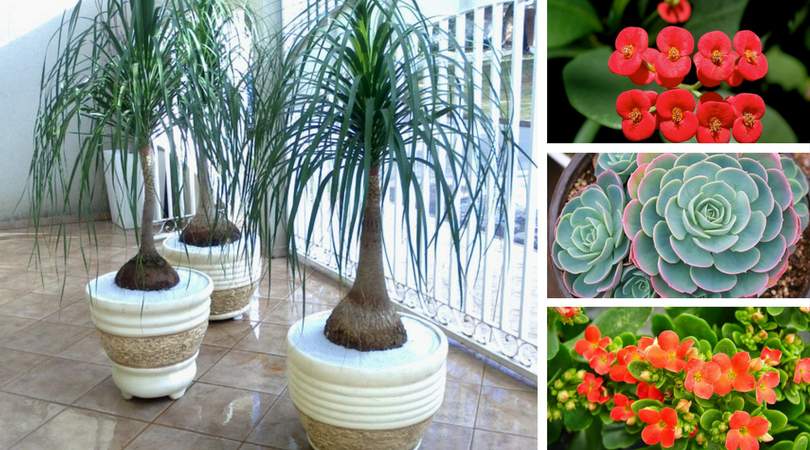 11 Plants to Place Indoors that Don’t Need a Lot of Water