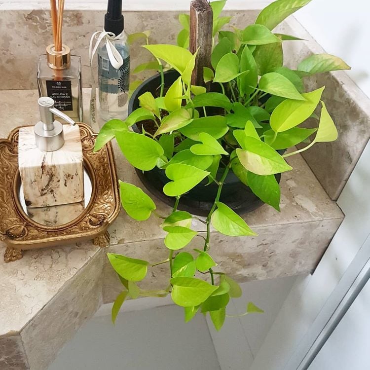 Hanging boa vase next to bathroom kit, such as liquid soap and air freshener. 