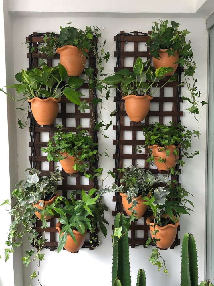 Vertical garden with penny, ivy, boa constrictor and philodendron