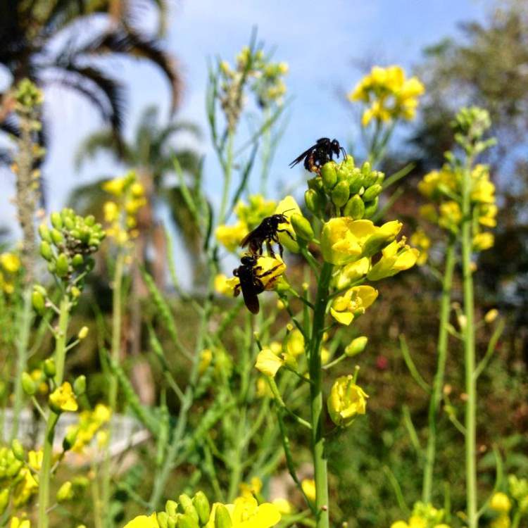 Mustard is one of the Flowers to attract Butterflies to your Garden