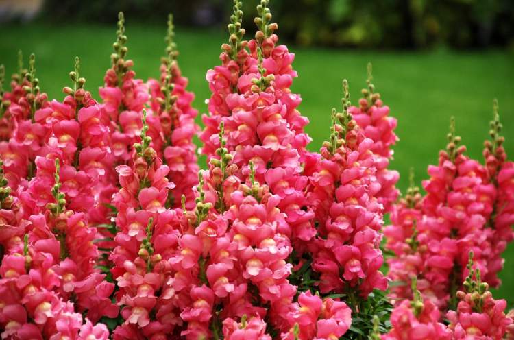 Snapdragon flower attracts butterflies