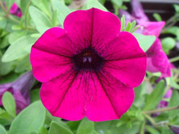 Petunia is one of the Flower Species to attract Butterflies to your Garden