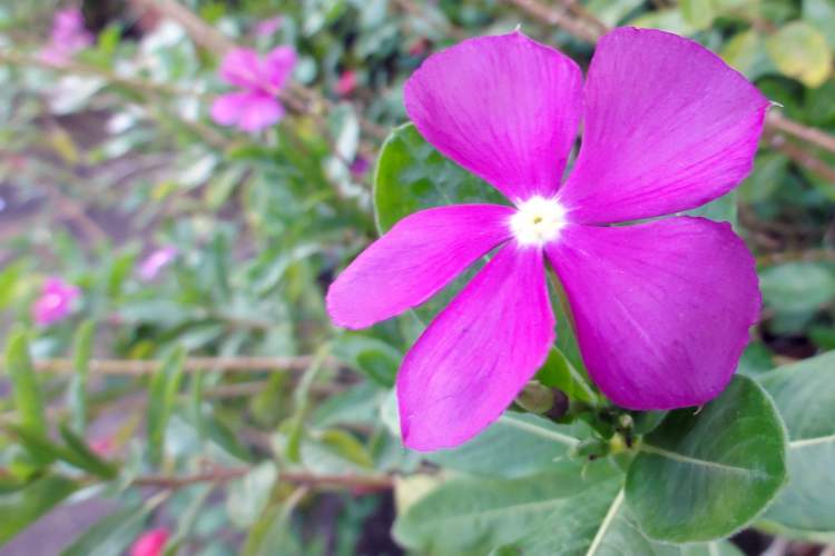 Turkish Kiss is one of the Flower Species to attract Butterflies to your Garden