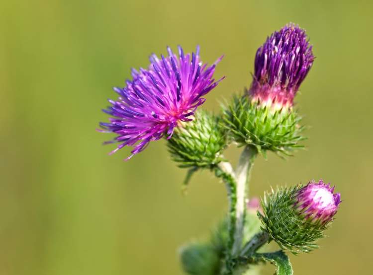 Burdock is one of the Flower Species to attract Butterflies to your Garden