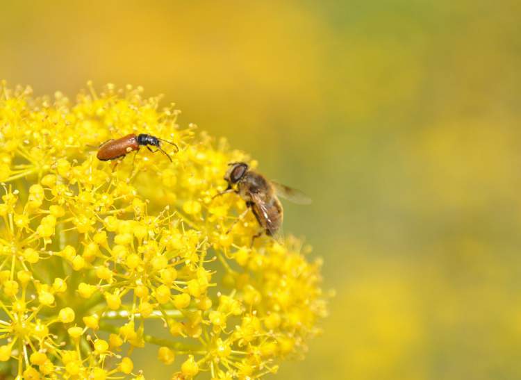 Fennel is one of the Flower Species to attract Butterflies to your Garden