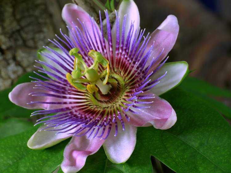 Passion Flower is one of the Flower Species to attract Butterflies to your Garden