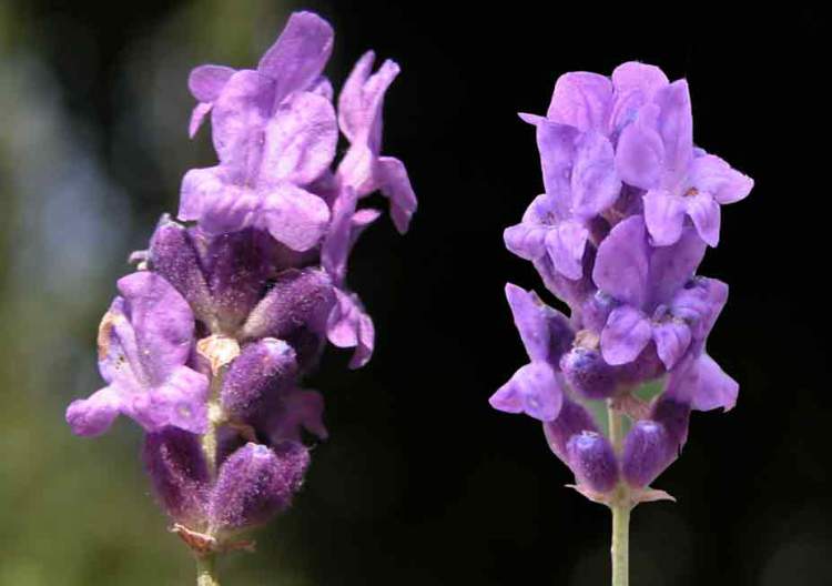 Lavender is one of the Flower Species to attract Butterflies to your Garden