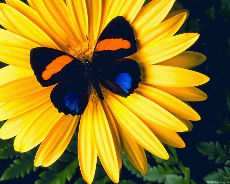 Sunflower is one of the Flower Species to attract Butterflies to your Garden