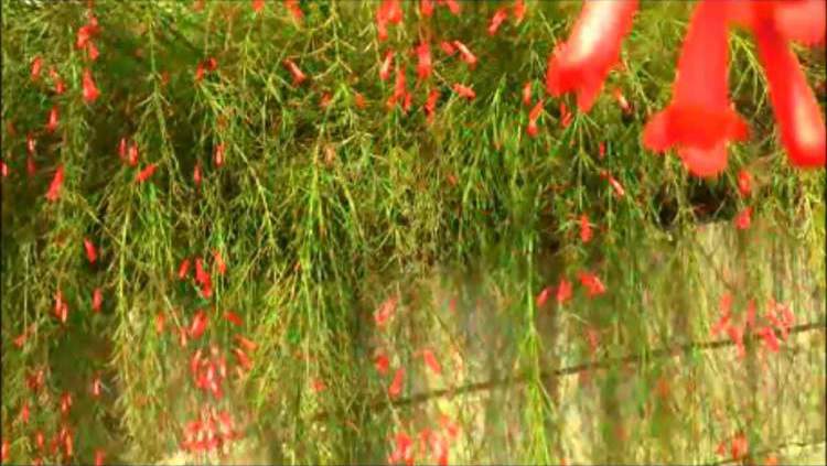 Coral Flower is one of the Flower Species to attract Butterflies to your Garden