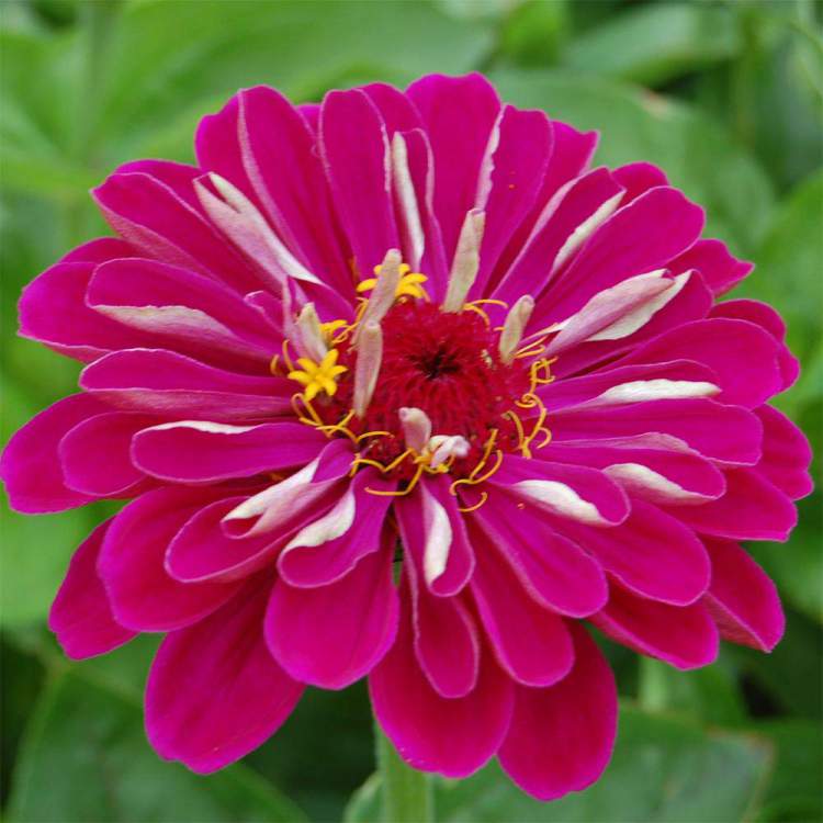 Zinnia is one of the Flower Species to attract Butterflies to your Garden