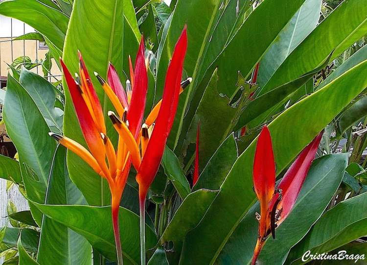 Heliconia parrot is one of the Flower Species to attract Butterflies to your Garden