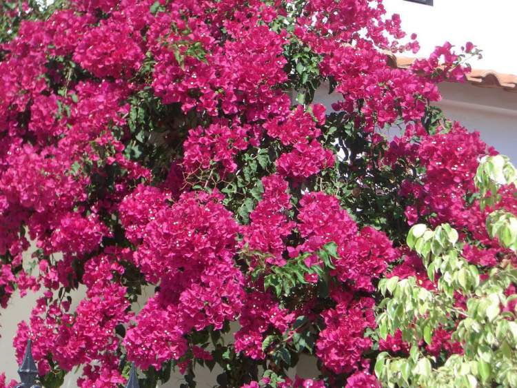 Bougainvillea is one of the Flower Species to attract Butterflies to your Garden