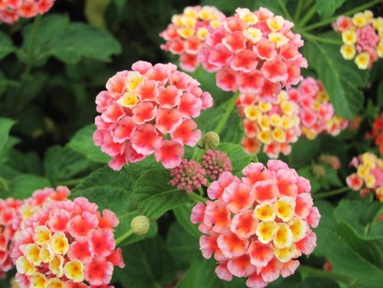 Cambará is one of the Flower Species to attract Butterflies to your Garden