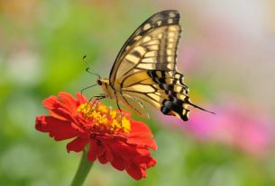 17 Amazing Flowers to Attract Butterflies to your Garden