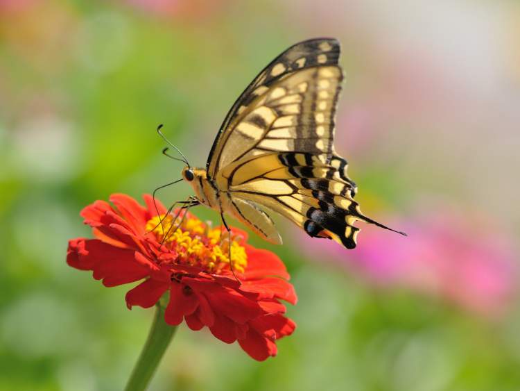 17 Amazing Flowers to Attract Butterflies to your Garden