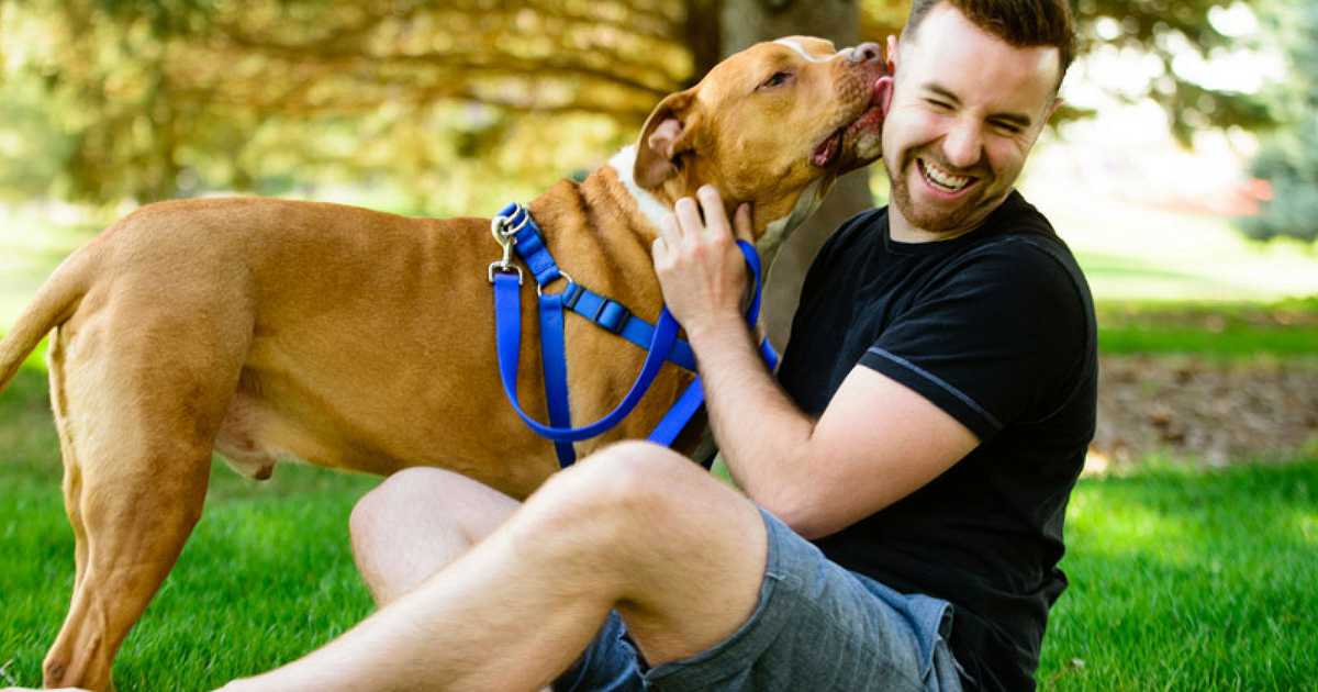 Descubra se os cães sentem falta dos donos quando eles saem