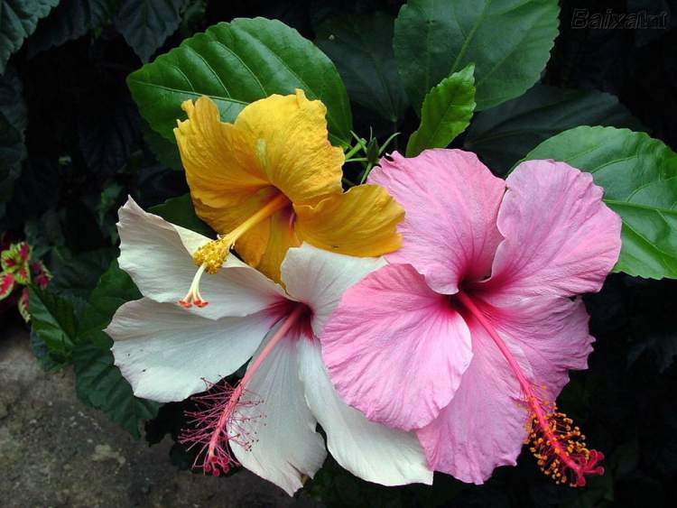 Hibiscus is one of the flowers that can withstand the strong sun