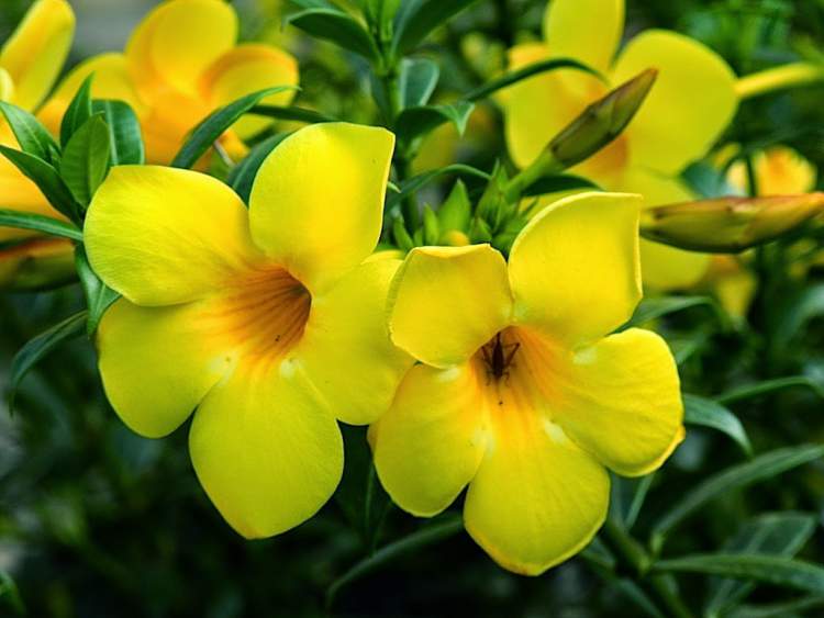 Alamanda is one of the Flowers That Withstand the Strong Sun