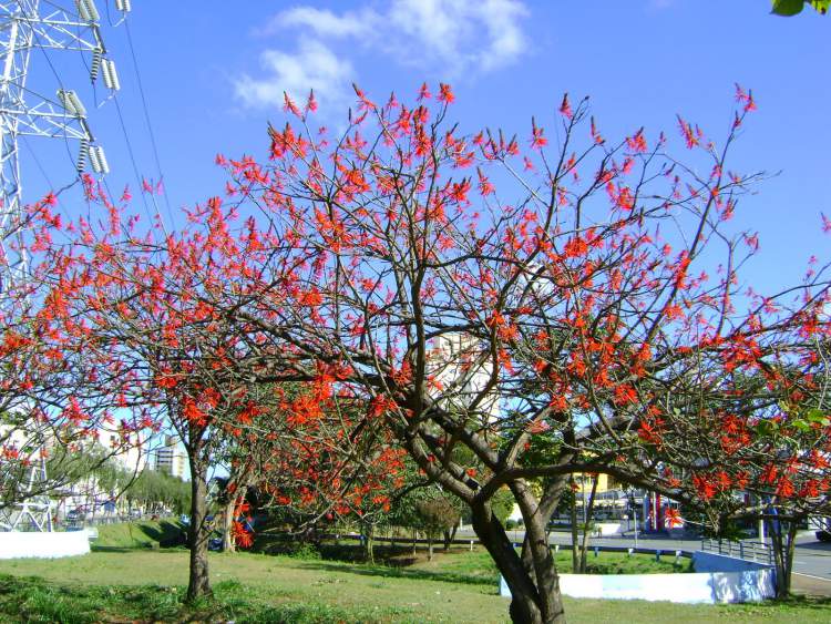 Suinã is one of the flowers that can withstand the strong sun