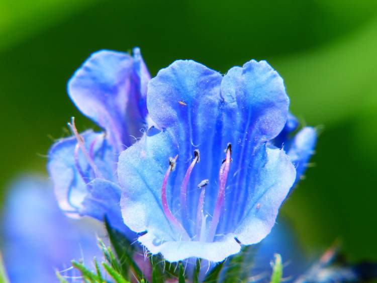 Campanula is one of the flowers that can withstand the strong sun