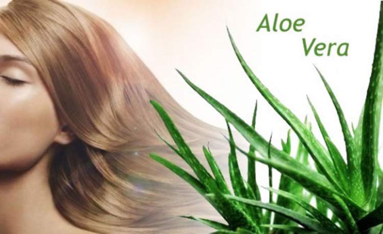 Benefits of Aloe Vera for Hair