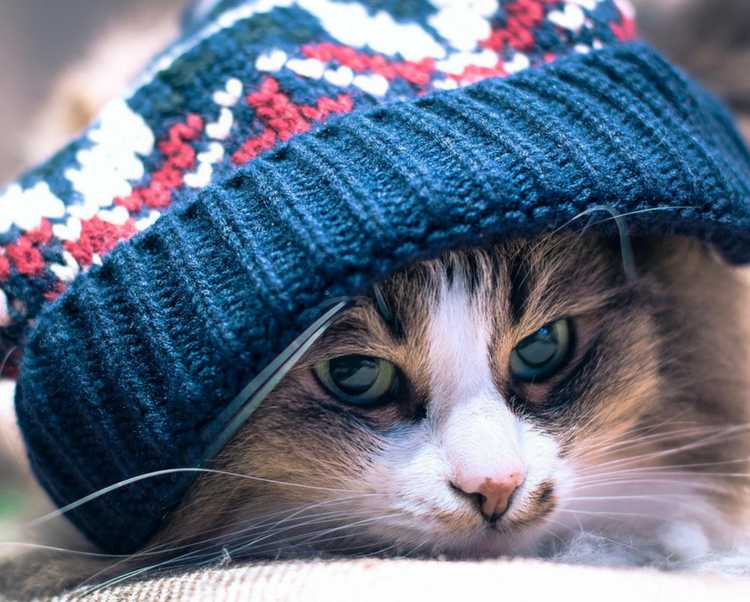 Tips for protecting your dog or cat during winter