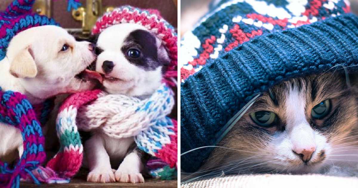 5 precautions you need to take with your dog or cat during winter