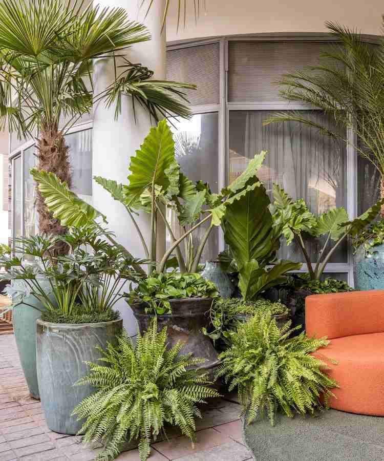 Exotic plants and native plants in the Landscaping of Catê Poli and João Jadão at CASACOR 2023