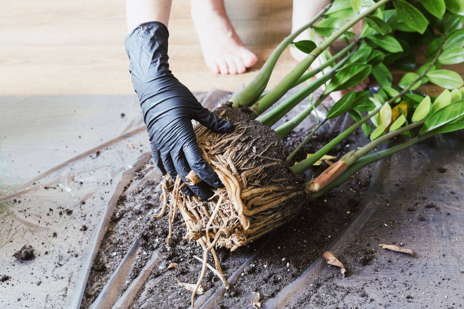 Zamioculca root being handled by person