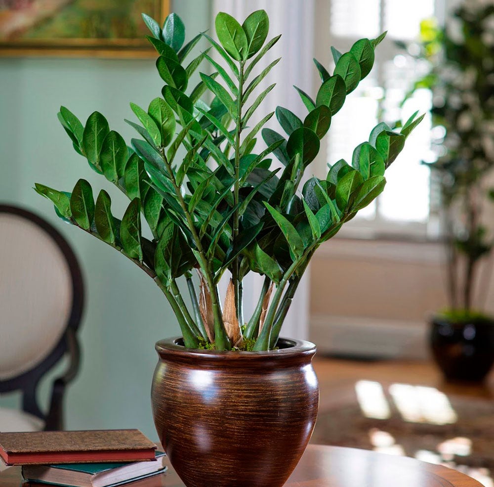 Zamioculca plant in pot under table with book at home