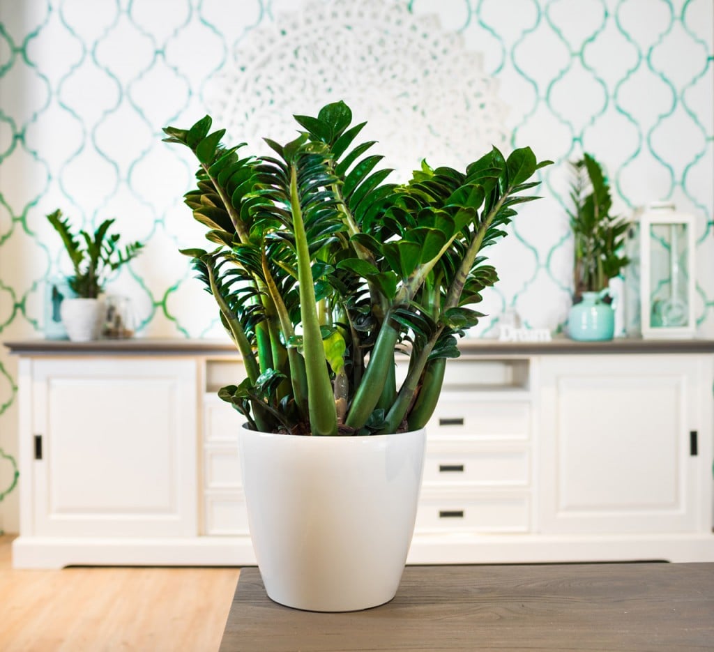 The plant in a pot under a surface in a kitchen