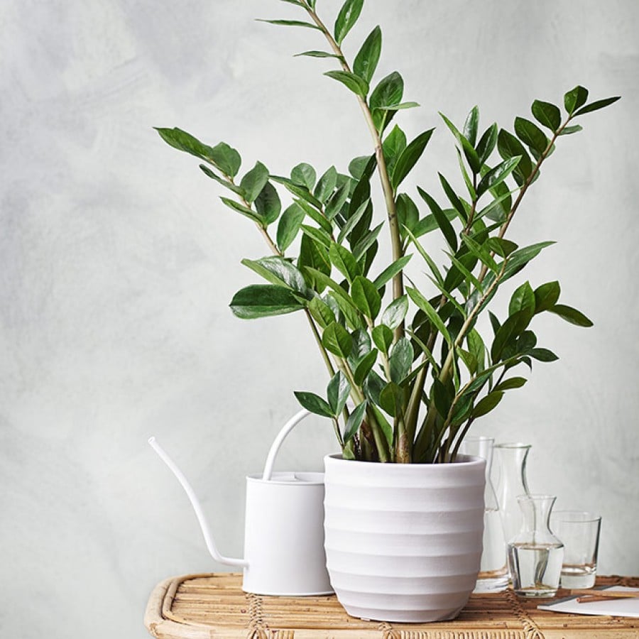 Zamioculca plant in pot under table with glass containers of water