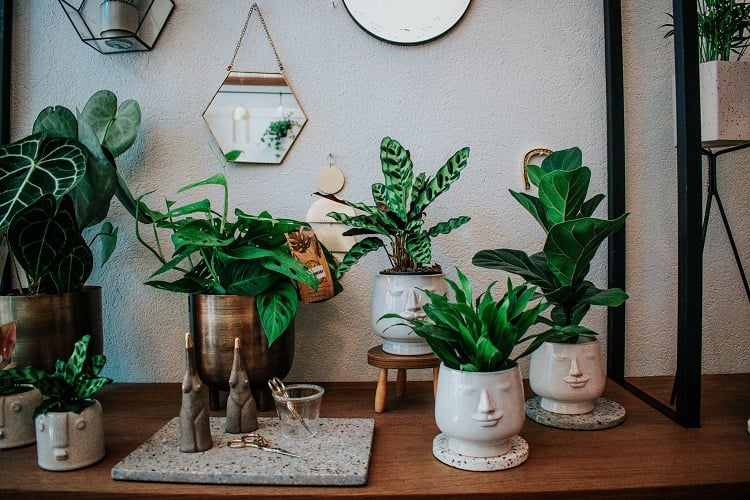 potted plants on top of wooden furniture